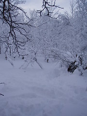 Image showing Snow