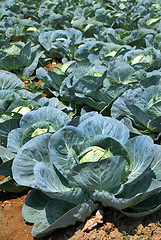 Image showing Cabbage field