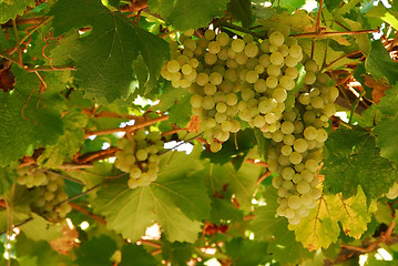 Image showing Grapes cluster