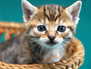 Image showing Adorable kitty portrait