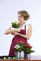 Image showing Senior woman planting flowers