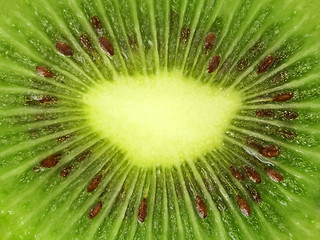 Image showing Kiwi