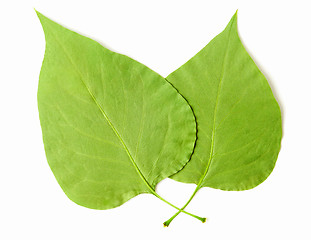 Image showing Leaves