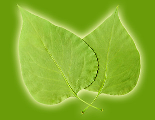 Image showing Leaves