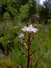 Image showing flower in a marsh