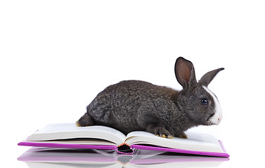 Image showing Rabbit reading books