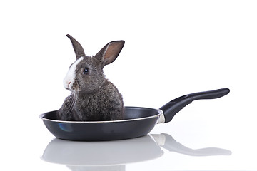 Image showing Rabbit in a frying pan