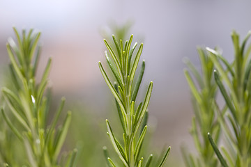Image showing Green plant detail