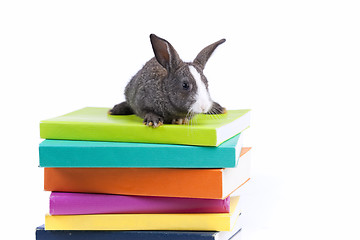 Image showing Rabbit reading books