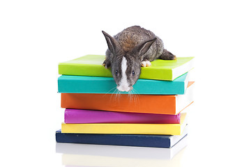 Image showing Rabbit reading books