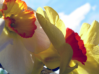 Image showing daffodils