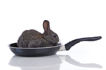 Image showing Rabbit in a frying pan