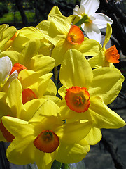 Image showing daffodils