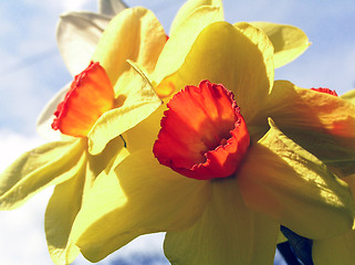 Image showing yellow narcissius