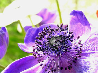 Image showing Purple flowers