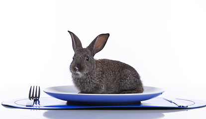 Image showing Rabbit in a plate