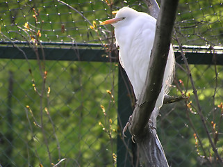 Image showing Exotic bird