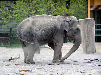 Image showing Elephant