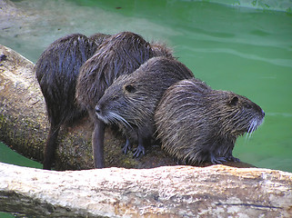 Image showing myocastor coypus