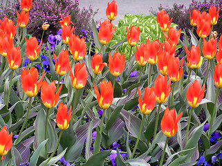 Image showing Tulips