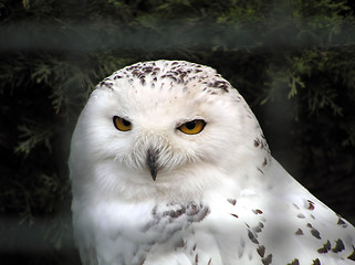 Image showing White snowy owl