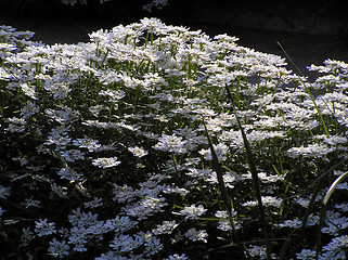 Image showing Flowers field