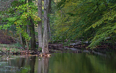 Image showing Stream