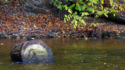 Image showing Trunk in a stream