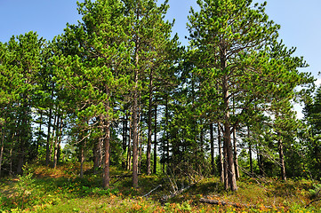 Image showing Summer pine forest 