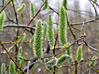 Image showing wood bud