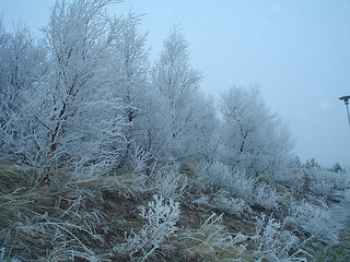 Image showing frost tree