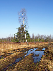 Image showing aging birch near rural road