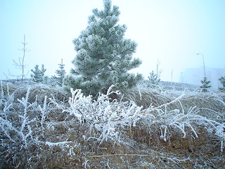 Image showing cold and lonely