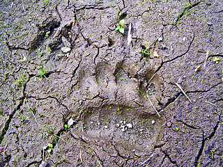 Image showing traces small bear and wild boar on dry land