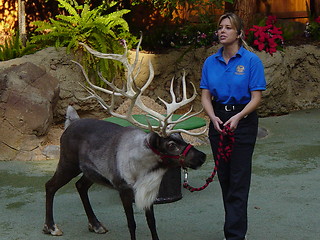 Image showing Animal Show