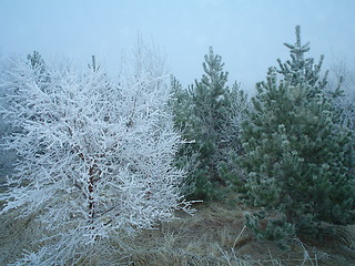 Image showing white and green