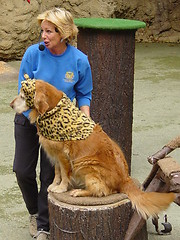 Image showing Animal Show