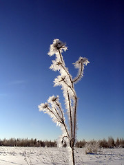 Image showing winter flower