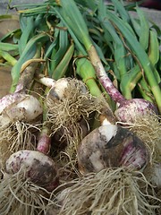 Image showing garlic