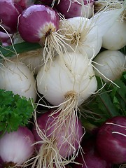 Image showing onions