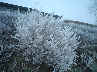 Image showing frosen bush