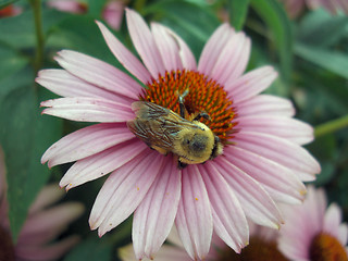 Image showing bumblebee