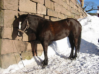 Image showing Horse