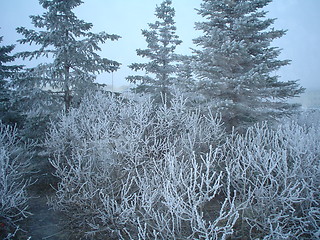 Image showing cold winter