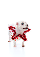 Image showing Pet wearing a red tinsel star