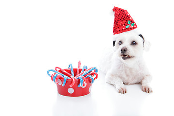 Image showing Christmas dog and bowl