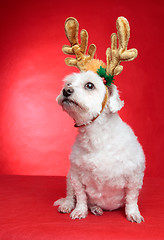 Image showing Cute puppy dog with antlers