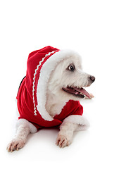 Image showing Dog wearing a little red riding hood