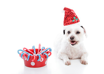 Image showing White small puppy dog beside bowl of Christmas candycanes