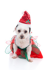 Image showing Puppy dog wearing a red and green dress